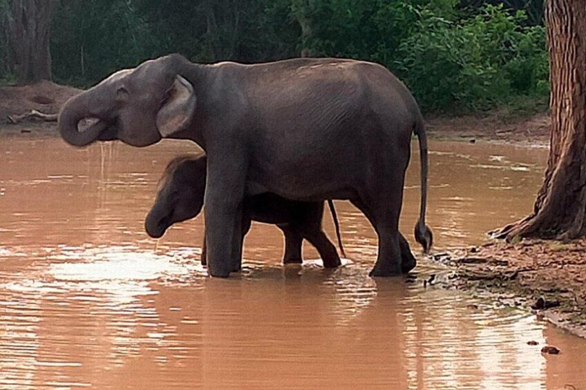 An elephant standing in a muddy water body with a tree in the background. 2