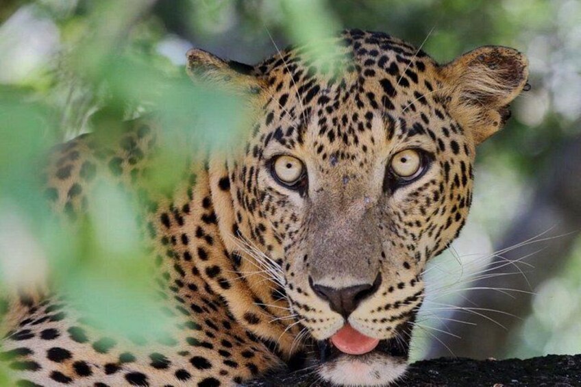 A leopard with a spotted coat, lying down with its tongue out. 4