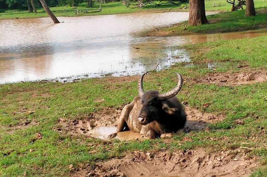A buffalo lying in mud near a water body. 3