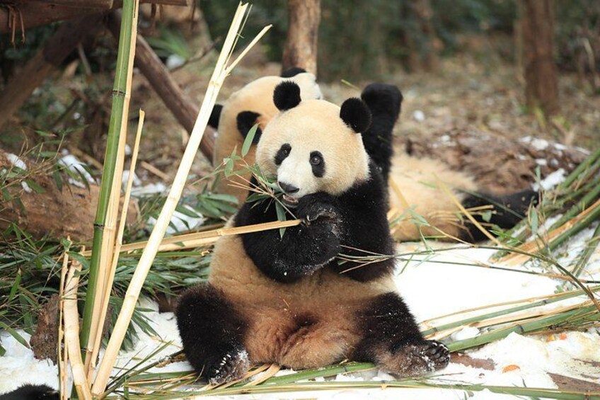 Deux pandas mangeant du bambou dans une forêt enneigée. 3
