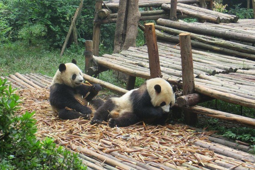 Deux pandas sont assis sur un tapis de bambou dans un enclos de zoo. 2