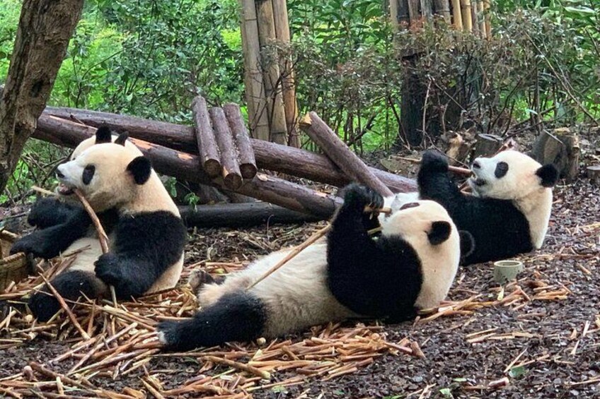 Des pandas allongés par terre, en train de manger du bambou. 1
