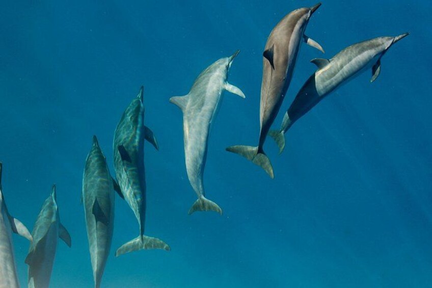 Private Wild Dolphin Encounter Day Trip 1