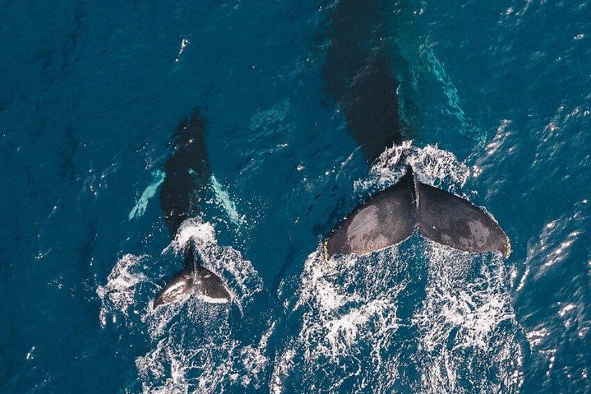 One of many species of whale you might see 5