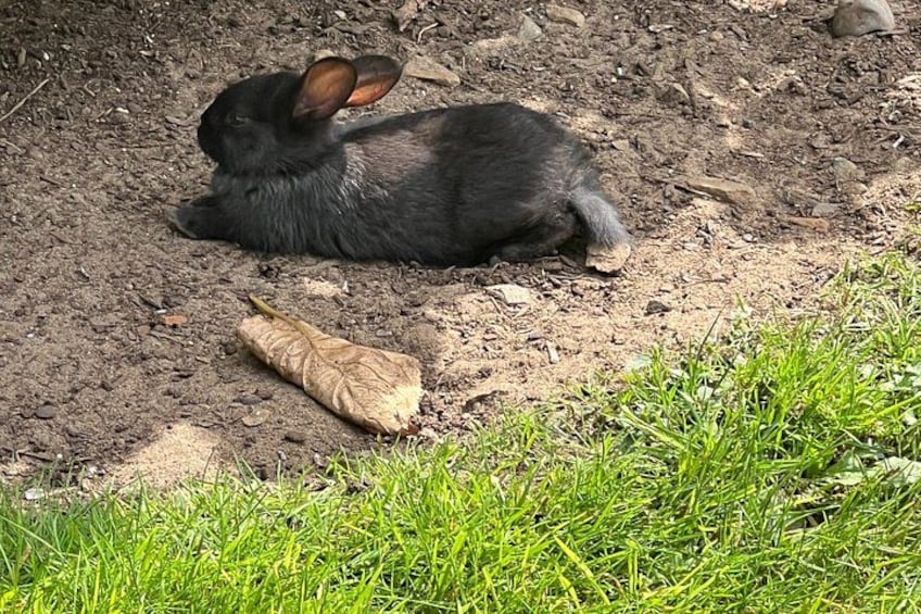 A black animal lying on the ground next to a leaf. 2