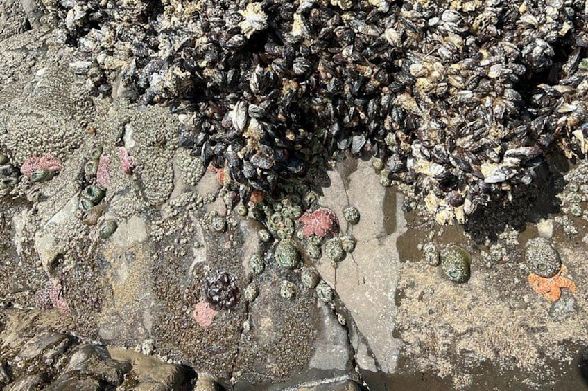 A rocky shoreline with numerous mussels and barnacles attached to the surface. 4