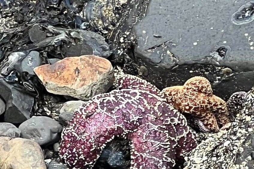 A rocky shoreline with variously sized stones and pebbles. 1