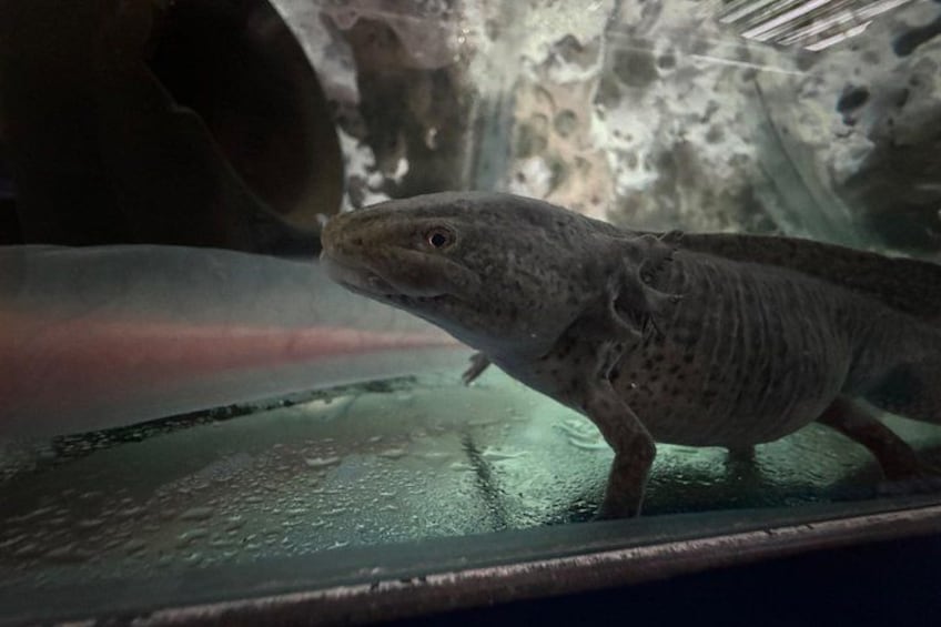 En fisk i ett akvarium med en stenig bakgrund. 2