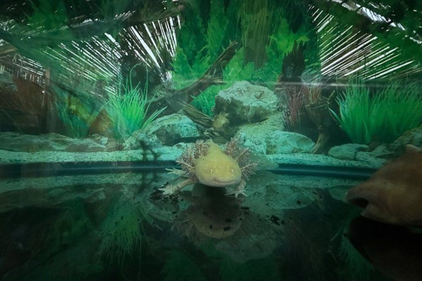 Ett akvarium med vattenväxter, stenar och en sköldpadda. 3