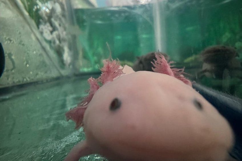 En närbild på en rosa fisk med en rund kropp och små ögon, som simmar i ett akvarium. 4