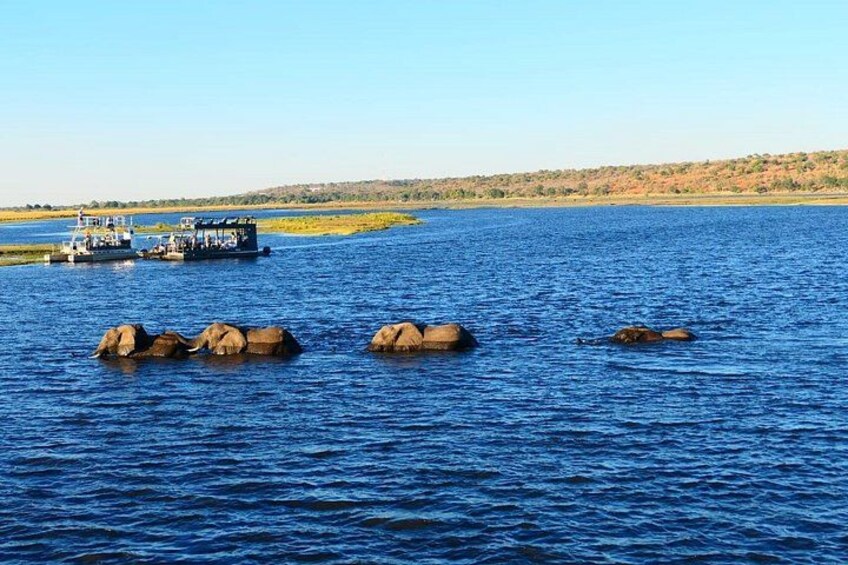 South Africa, Botswana and Zimbabwe Wildlife Adventure 1