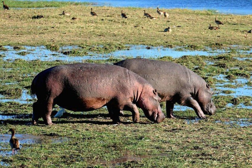 South Africa, Botswana and Zimbabwe Wildlife Adventure 5