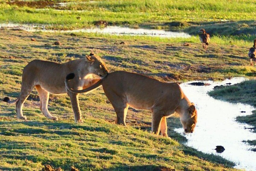 South Africa, Botswana and Zimbabwe Wildlife Adventure 3