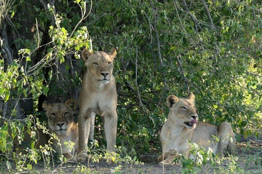 South Africa, Botswana and Zimbabwe Wildlife Adventure 4