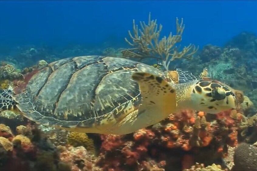 Customized Snorkeling in with shopping & Lunch Stop Montego Bay  5