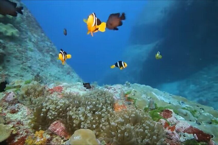 Montego Bay Guided Snorkeling & Magaritaville experience Day tour 1