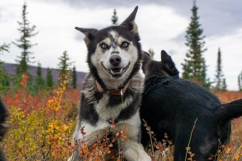 A husky dog in a natural setting with trees and autumn foliage. 1