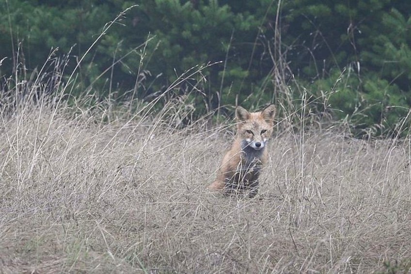 Un zorro en un campo de hierba alta, con un bosque al fondo. 4