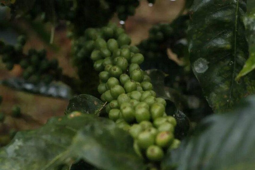 Uvita Coffee Tour 3