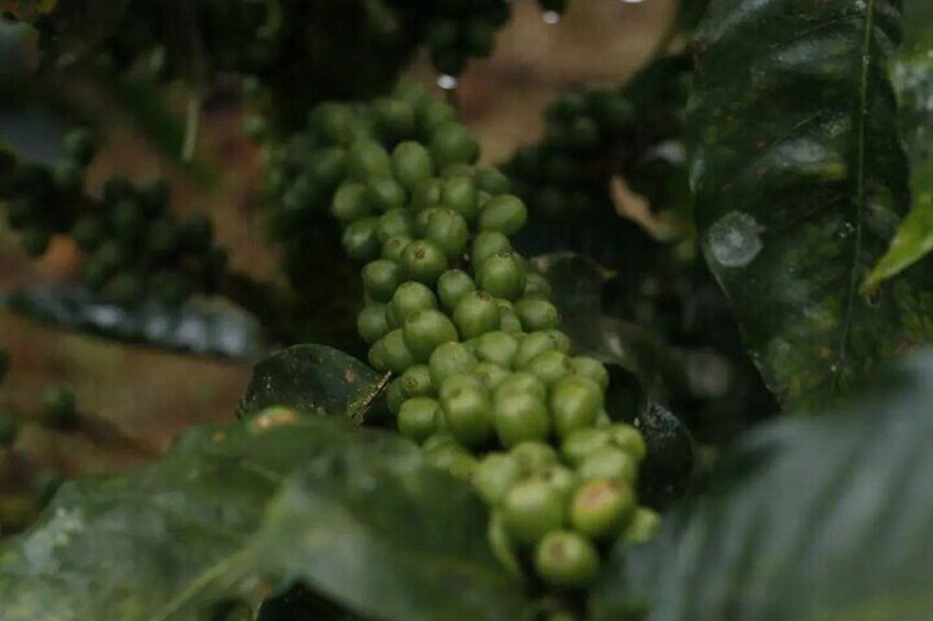 Une grappe de caféiers verts, les fruits encore non mûrs, sur une plante aux grandes feuilles. 3