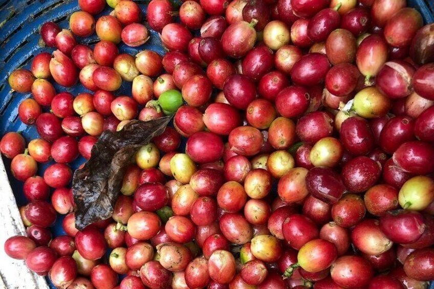 Une pile de pommes rouges et jaunes dans un récipient bleu. 5