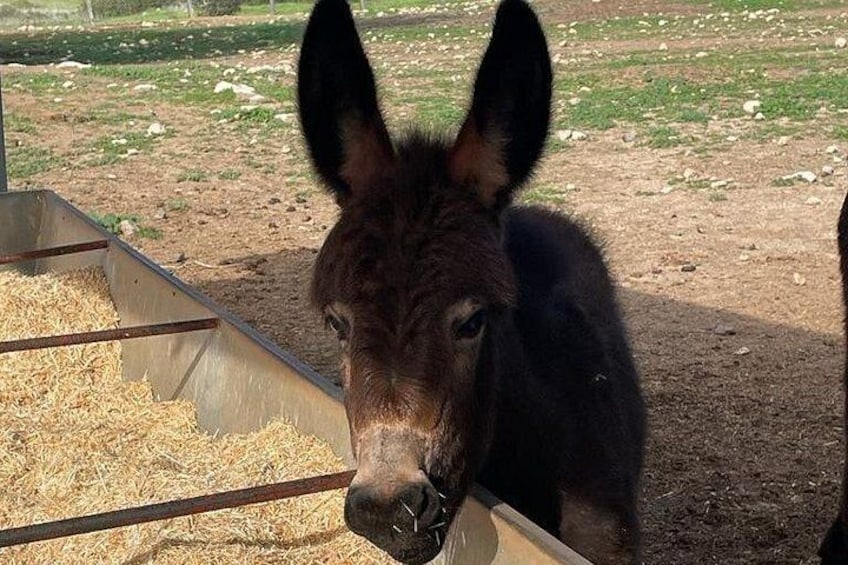 Un burro cerca de un comedero al aire libre. 3