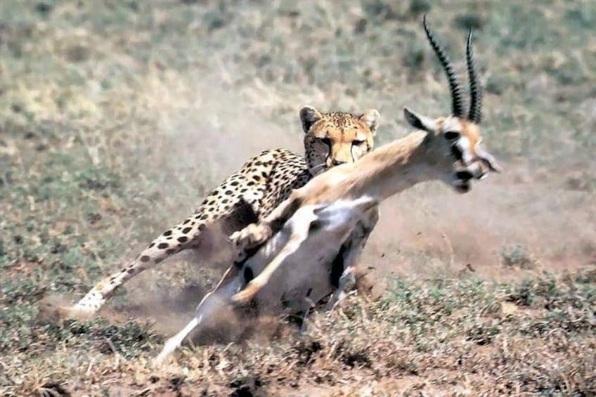 A cheetah chasing an antelope in a grassy savannah. 2