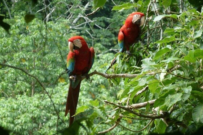 Parrots in Madidi 1