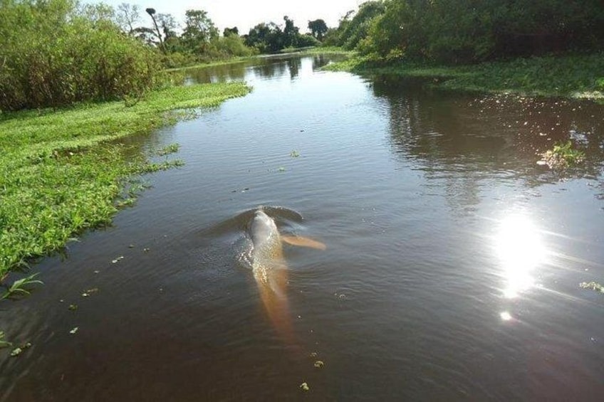 5-Day Madidi and Pampas Amazon from La Paz 4