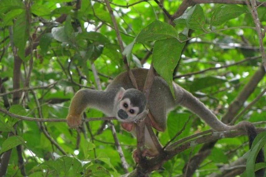 A sloth hanging from a tree branch in a dense green forest. 1