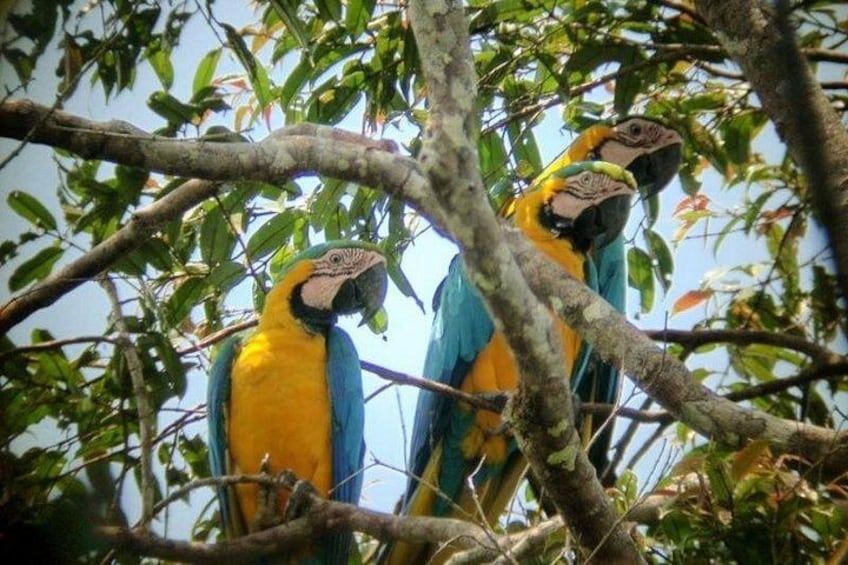 Two yellow and blue macaws perched on tree branches. 4