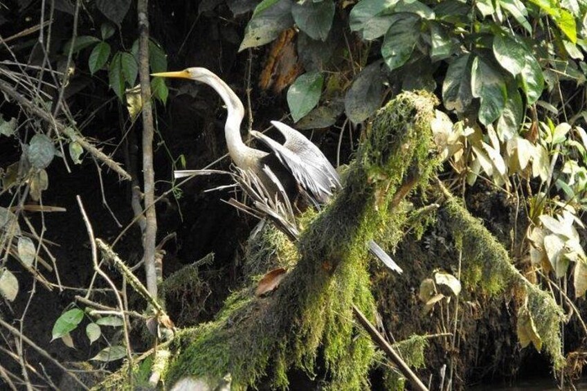 A heron standing on a moss-covered log in a forested area. 2