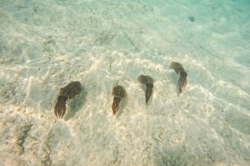 Turtle Snorkeling Tour in Tres Trapi, Aruba 2