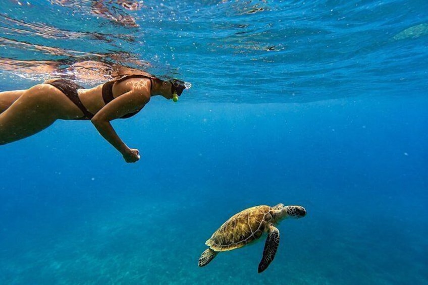 Turtle Snorkeling Tour in Tres Trapi, Aruba 3