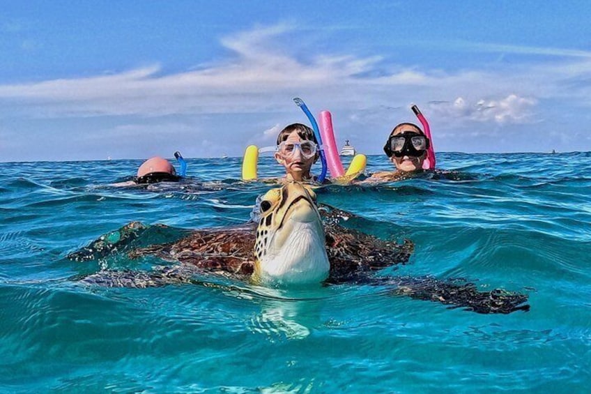 Turtle Snorkeling Tour in Tres Trapi, Aruba 1