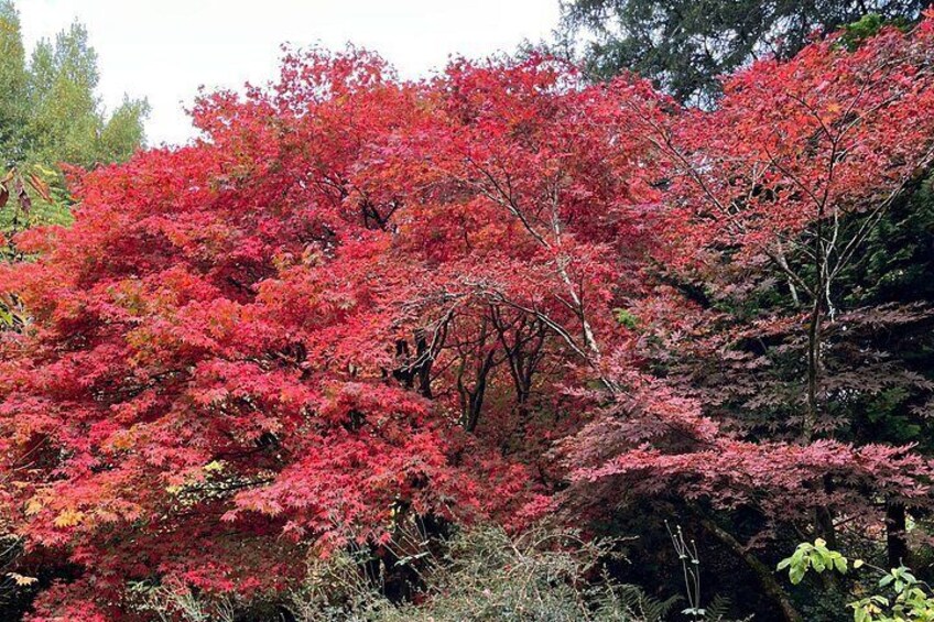 Blarney Gardens 2