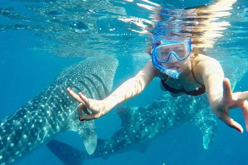Whale Shark Watching 2 4
