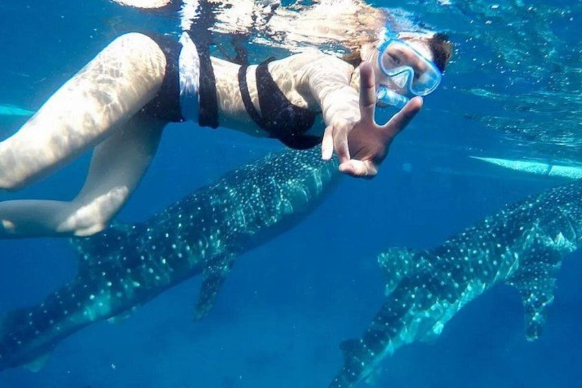 Whale Shark Watching 5