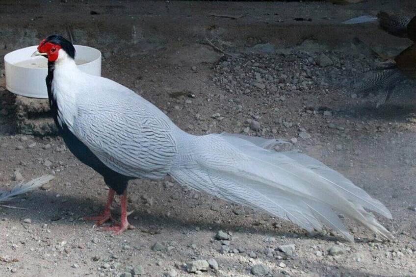 Ein Vogel mit langem Schwanz, rotem Kopf und weißem Körper auf einer Kiesfläche. 3