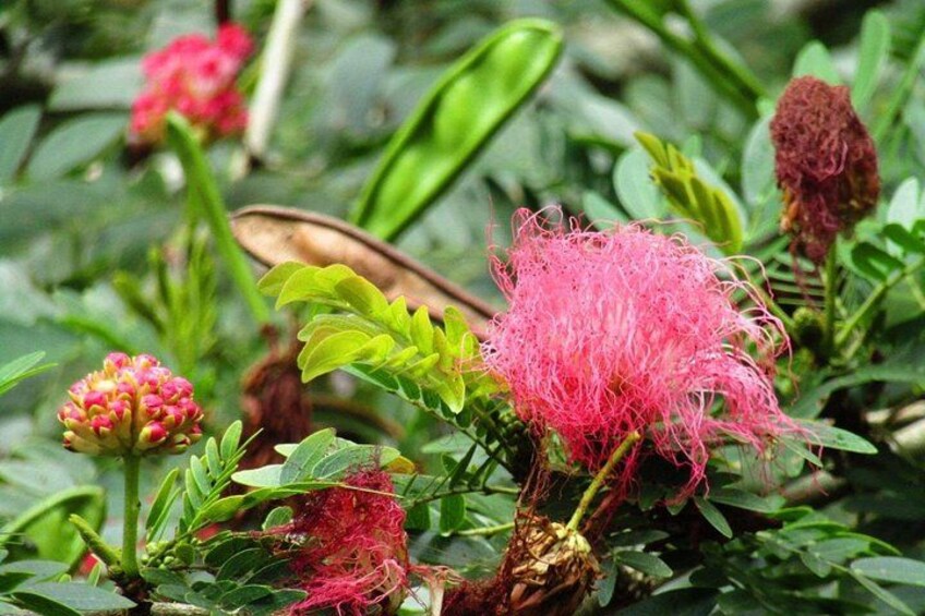Eine Pflanze mit rosa Blüten und grünen Blättern. 2