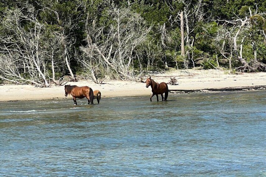 Shackleford banks wild horses sound side 2