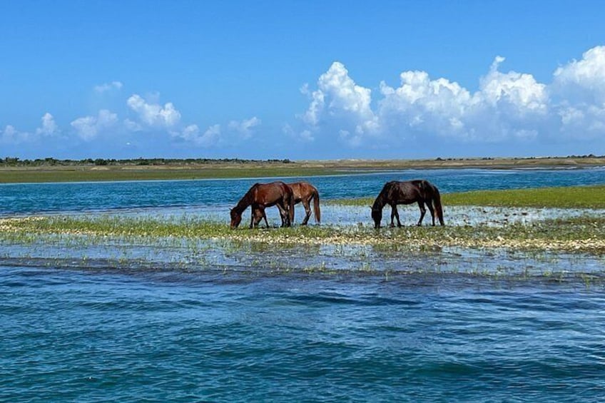 Shackleford banks wild horse grazing the marsh grass 4