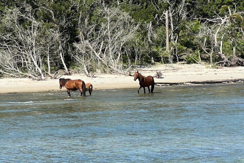 Two horses walking in shallow water near a sandy beach with trees in the background. 2