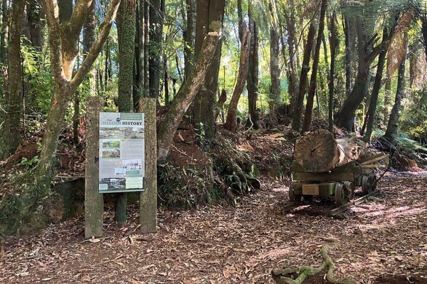 Scenic Short Hike Tour - McLaren Falls and Puketoki Reserve 5