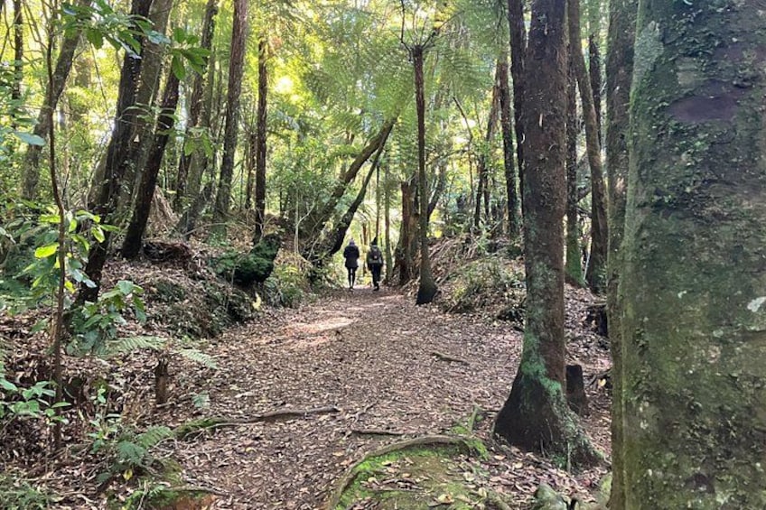 A forest path with trees and a dirt trail. 2