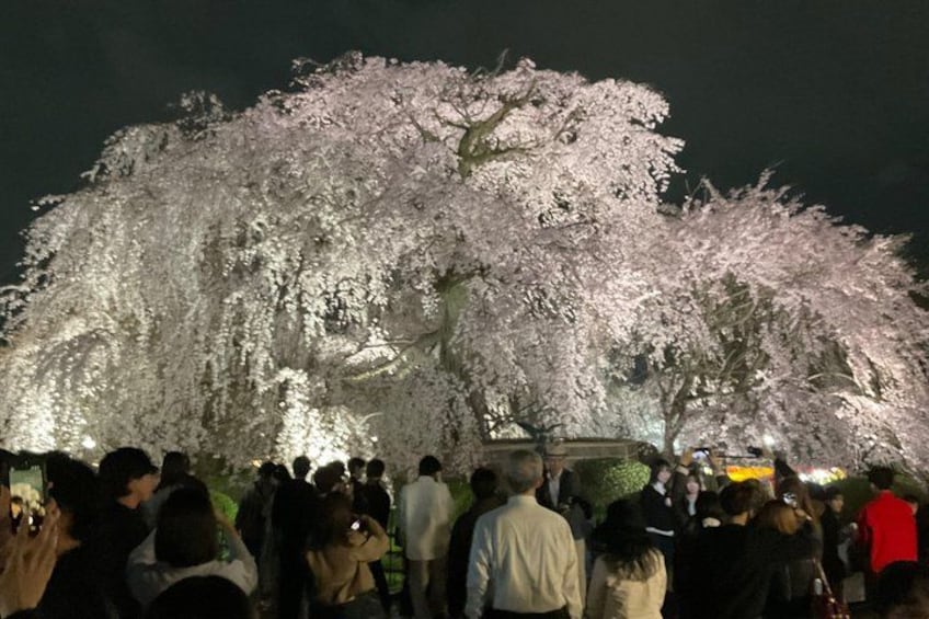 Kyoto 5-Star Gion Geisha Walk – Small-Group Authentic Experience 2