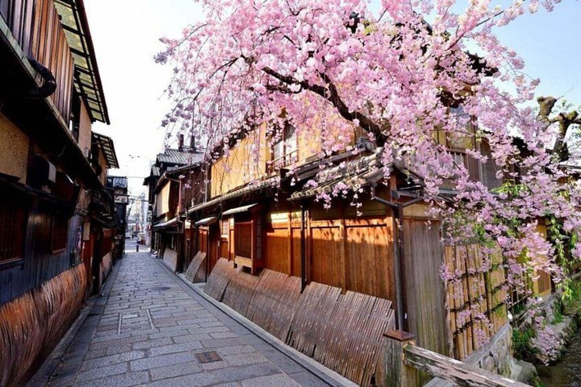 Kyoto Gion Geisha Secrets - 5 Star Walking Tour & Kyoto Snack 3