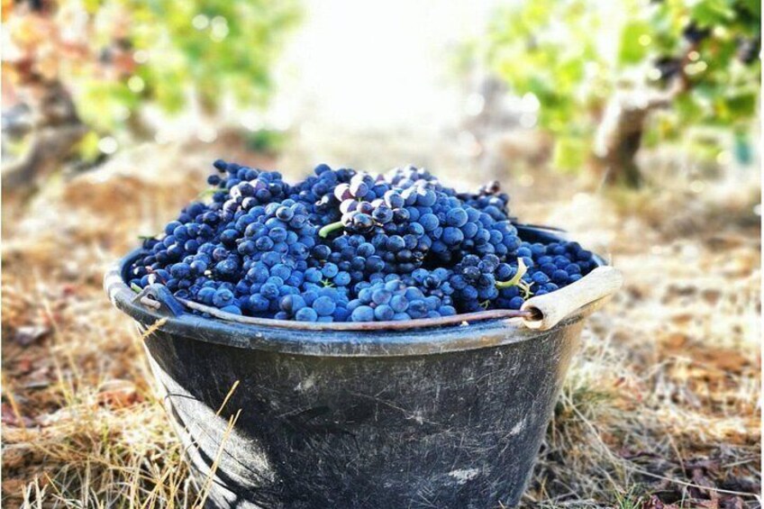 A black bucket filled with dark blue grapes in an outdoor setting with a blurred background of greenery. 5
