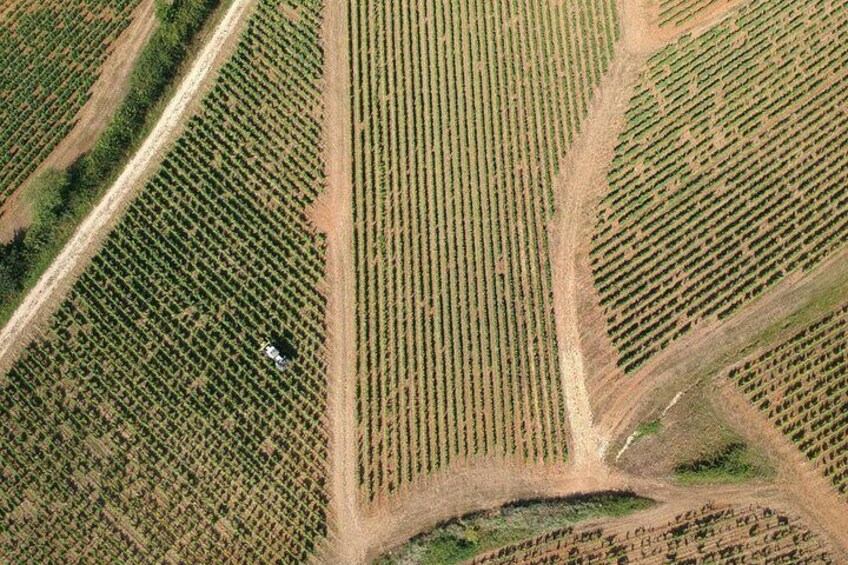 An aerial view of a vineyard with rows of grapevines, a dirt path, and a small structure. 2