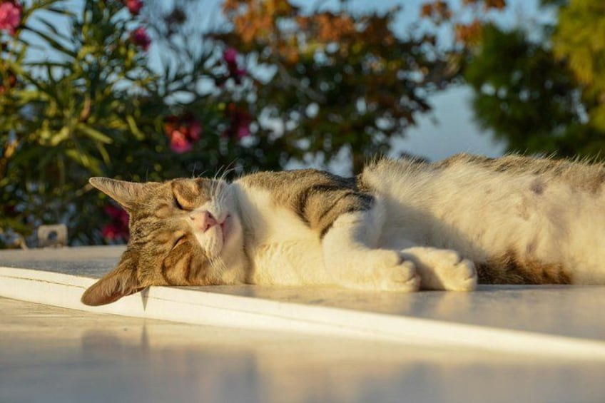 Een kat ligt op een dakrand, met bloemen op de achtergrond. 2